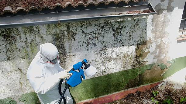Trusted Mold Remediation service in Guston, KY - Cheap Mold Removal